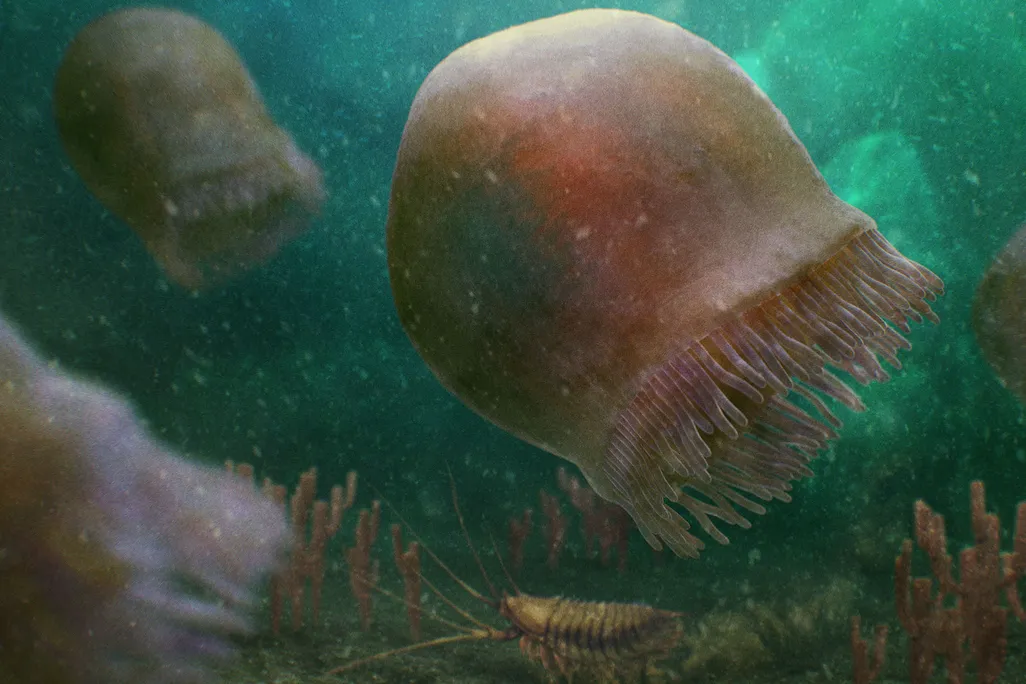 Burgessomedusa phasmiformis