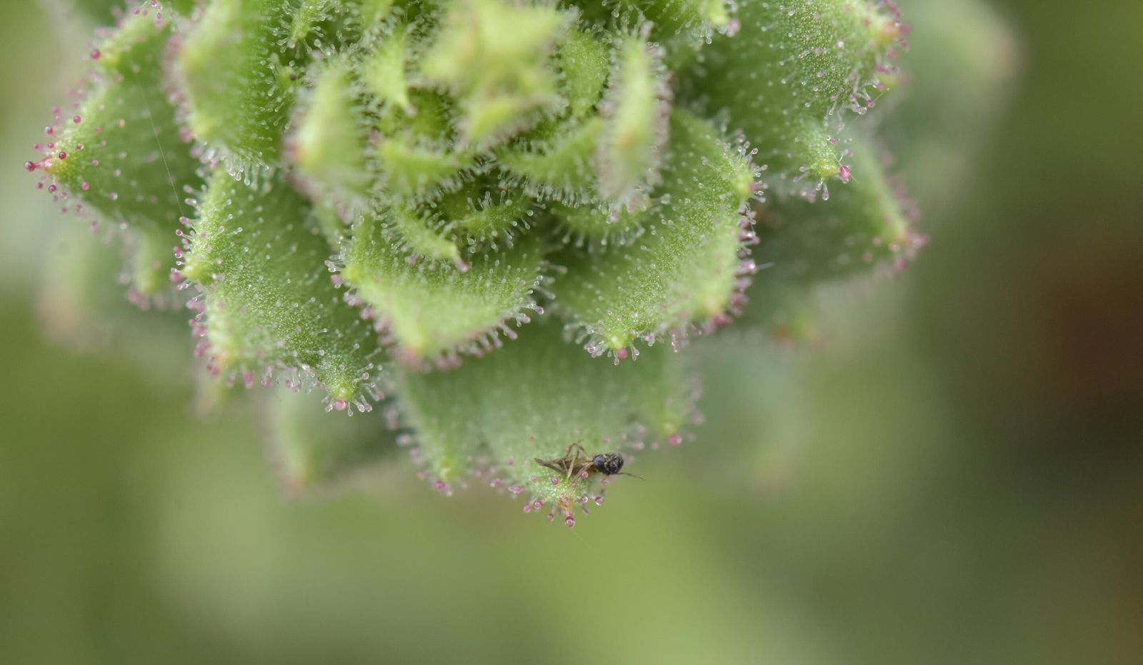 Charles Darwin was right about these carnivorous plants 150 years before scientists could prove it
