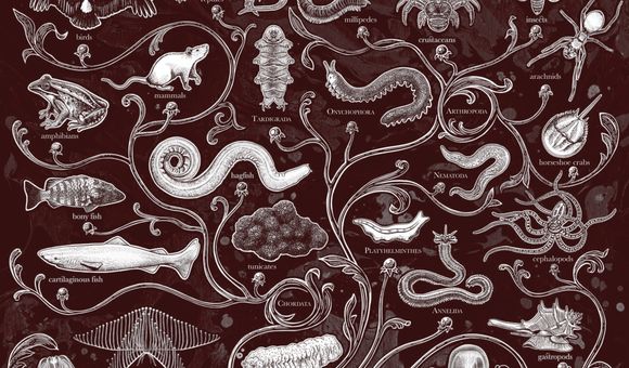 Smithsonian Voices Header.jpg