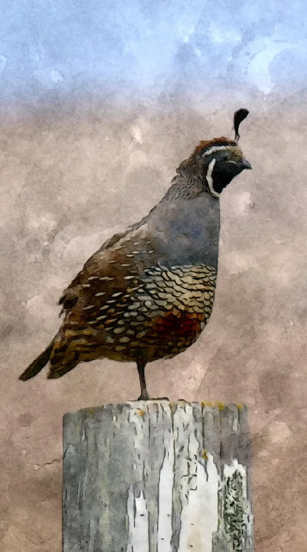 Artistic Quail thumbnail