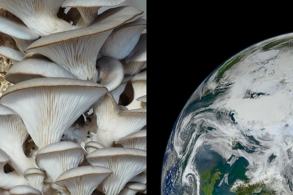 left: oyster mushrooms. right: a view of one of Earth's poles from space.