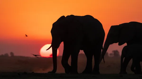 Africa's best thumbnail