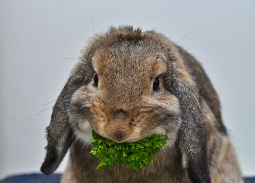 Rabbit: The Other "Other White Meat" | Arts & Culture| Smithsonian Magazine