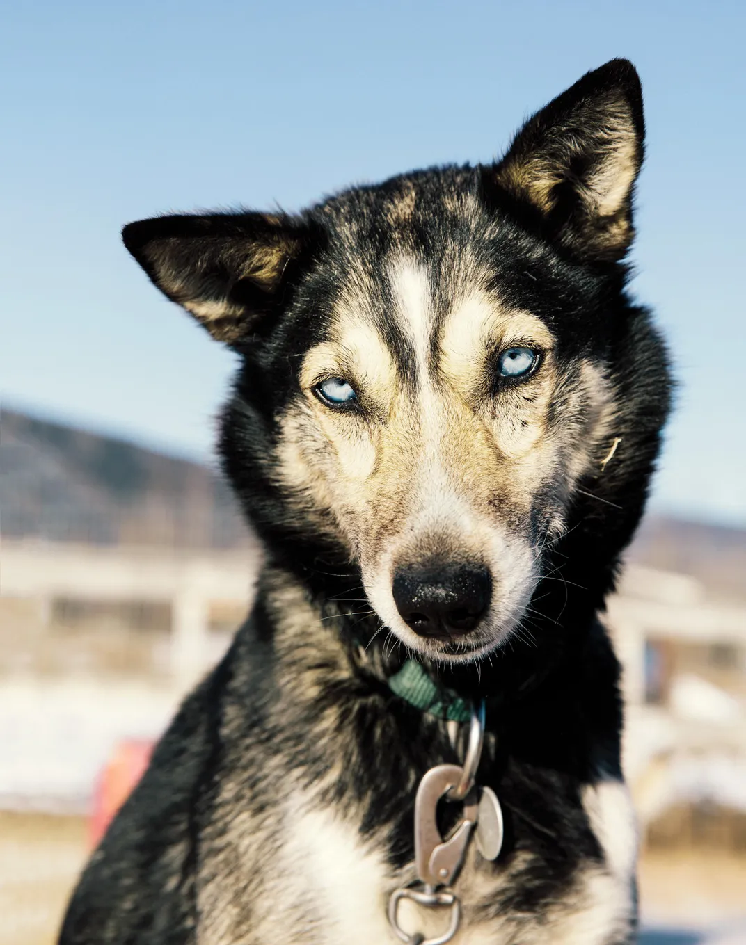 Sled Dog on Cover