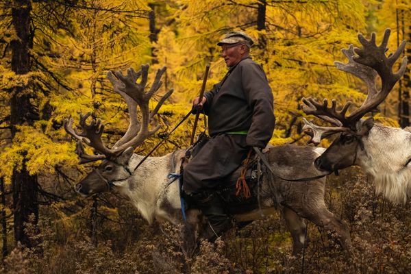 Reindeer Herder Chief in Taiga Forest thumbnail