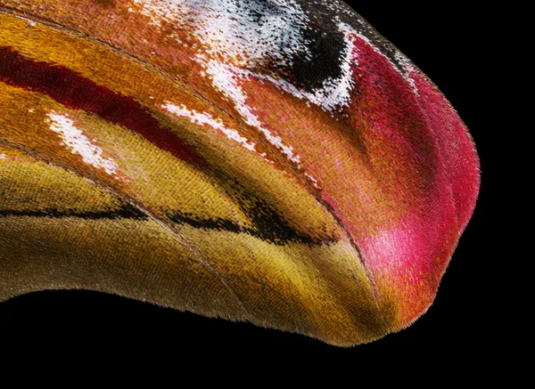 The Illusion of Survival — Atlas Moth Wing Close-Up thumbnail