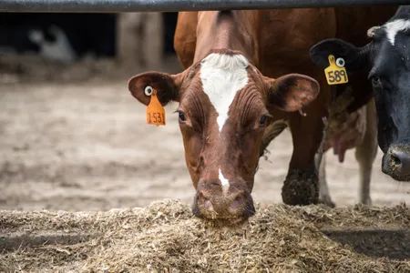 A person has tested positive for the H5N1 strain of bird flu just days after livestock across four states were reported to be infected.