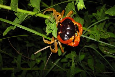 Halloween crabs are known for their orange and black pattern.