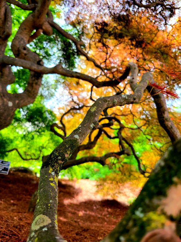 Stuck Between Spring and Fall thumbnail