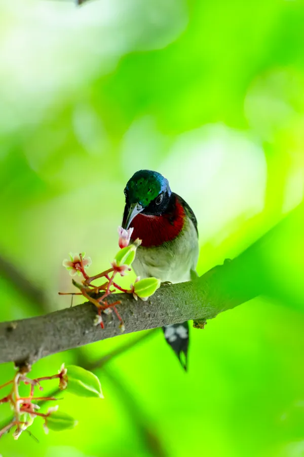 Star Fruit Nectar -  Hometown Jewel thumbnail
