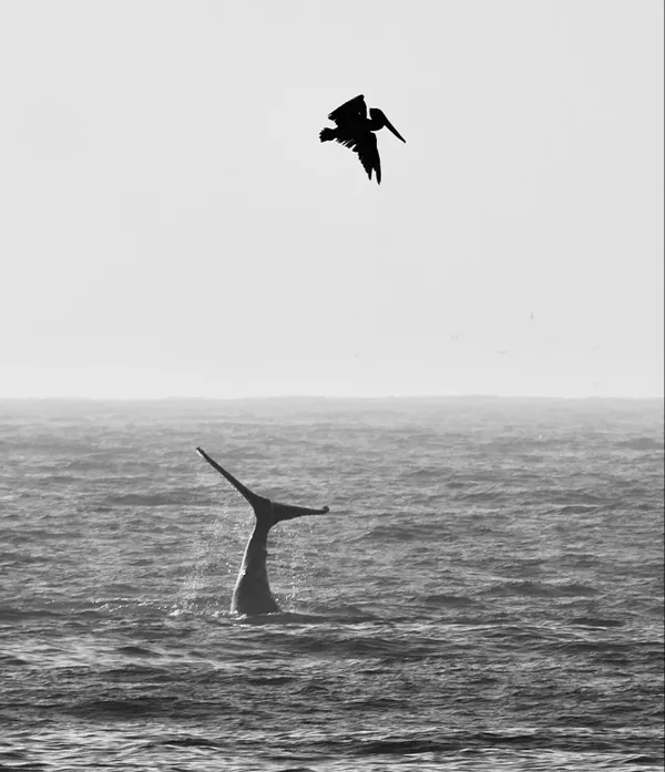 Pelican flying over a Humpback Whale thumbnail