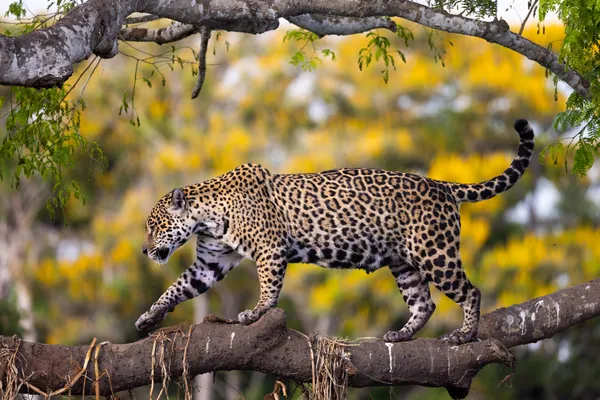 The High Road thumbnail