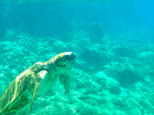 Sea turtle in Dexameni Beach thumbnail