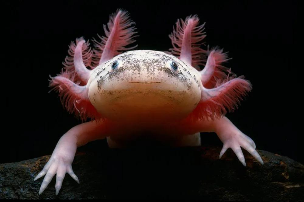 Mexican Axolotl