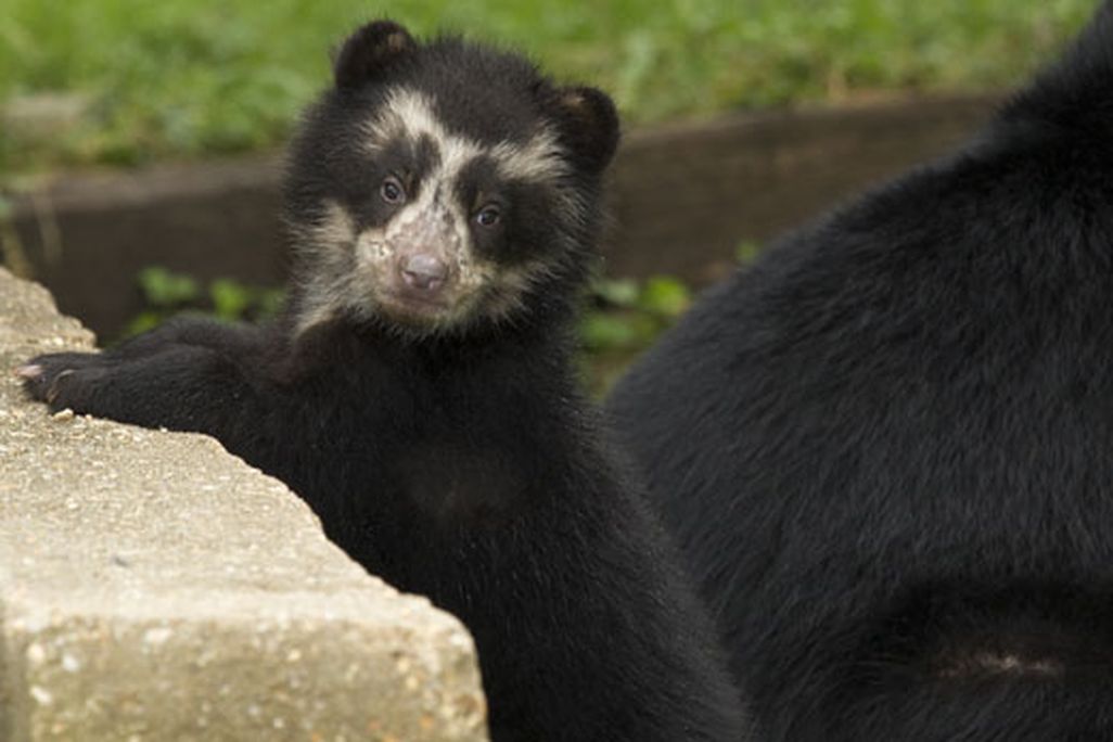 MALE-Andean-bear-cub_MM.jpg