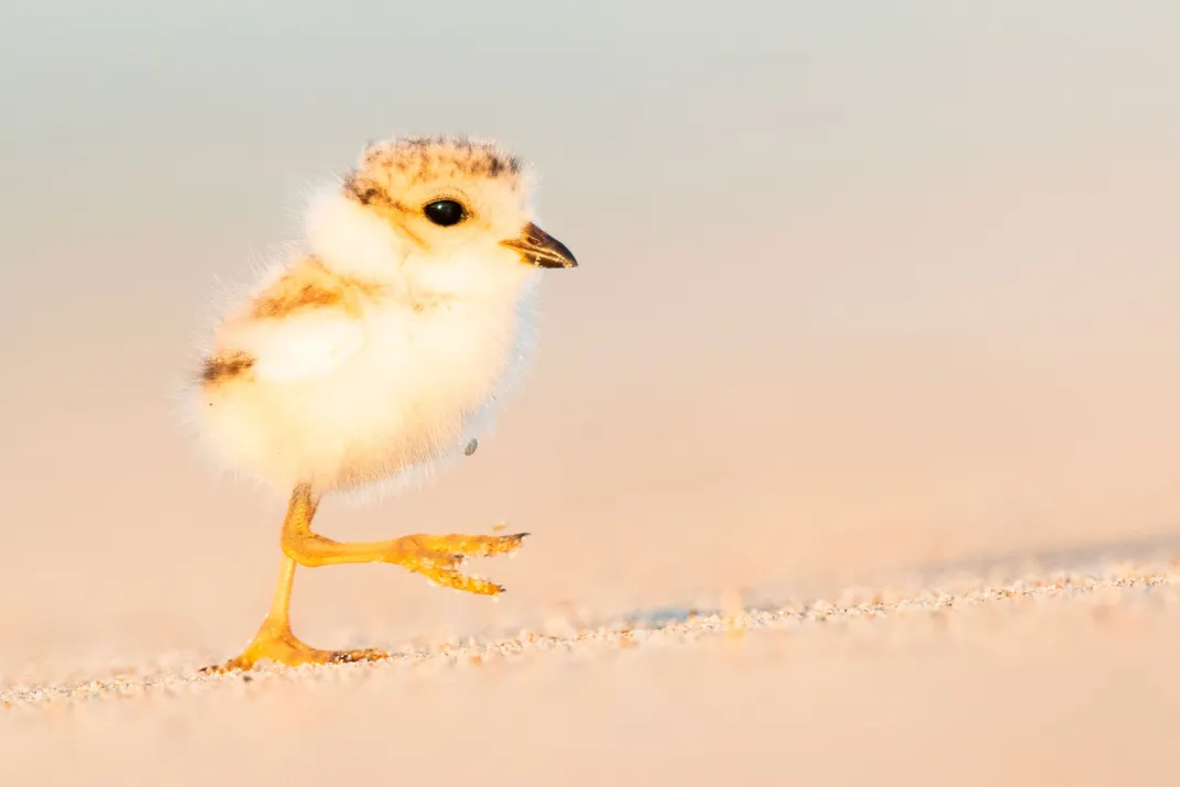 Plover