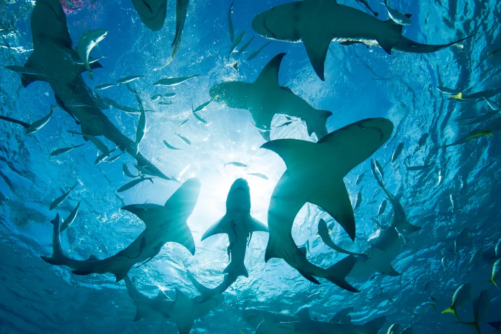 Circling Sharks