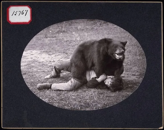 There Are People Who Wrestle Bears, And They Say the Bears Could Win If  They Wanted To, Smart News
