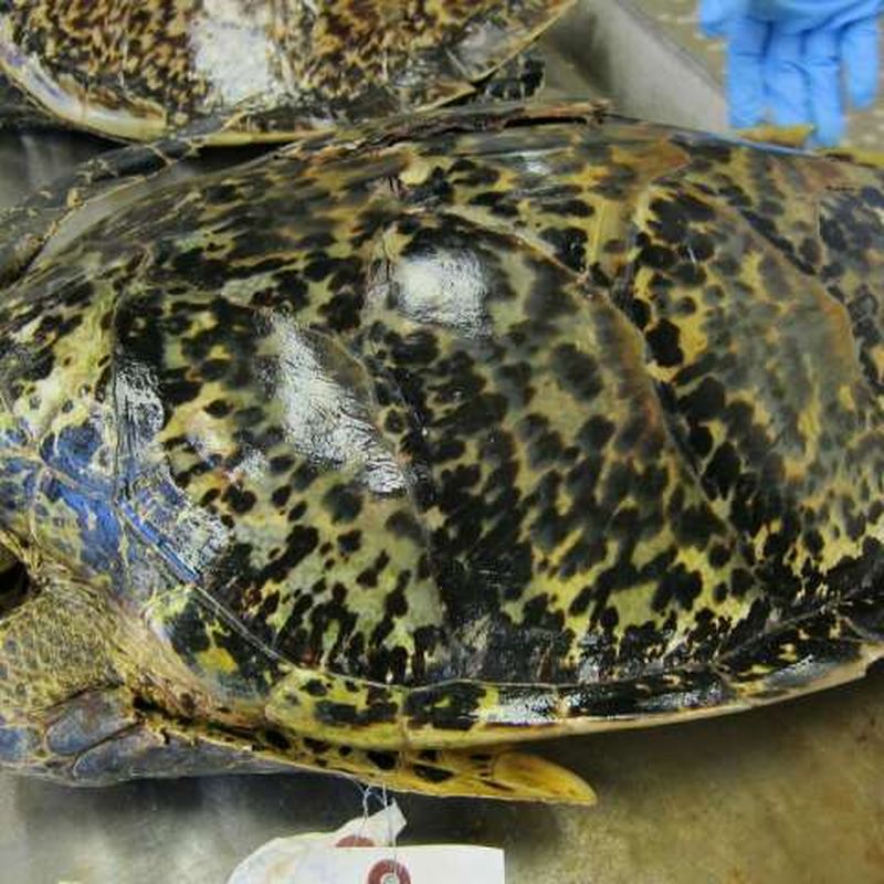 Shell Shocked: Japan's Role In The Illegal Tortoiseshell Trade