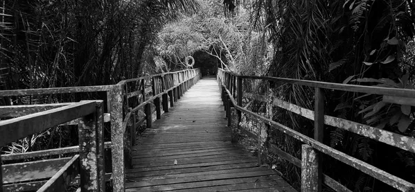Wooden walkway thumbnail