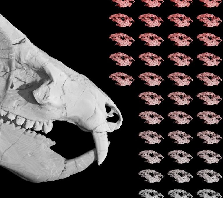 Kayentatherium