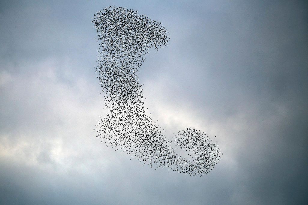 Starling Murmuration