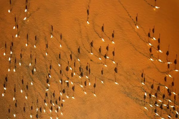 Flamingos of Maharlu Lake thumbnail