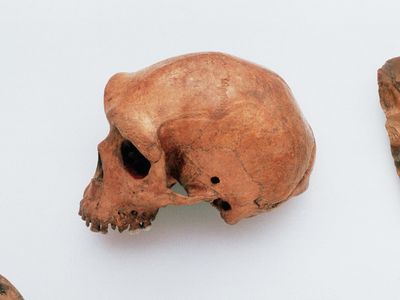 Early Homo sapiens, a skull of which is shown here, may have coexisted with the primitive human whose jawbone was recently discovered by a fisherman off the coast of Taiwan