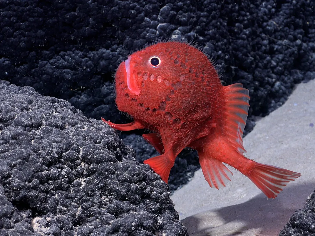 Sea Toad