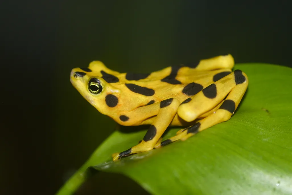 A yellow frog with black spots sits on a green leaf