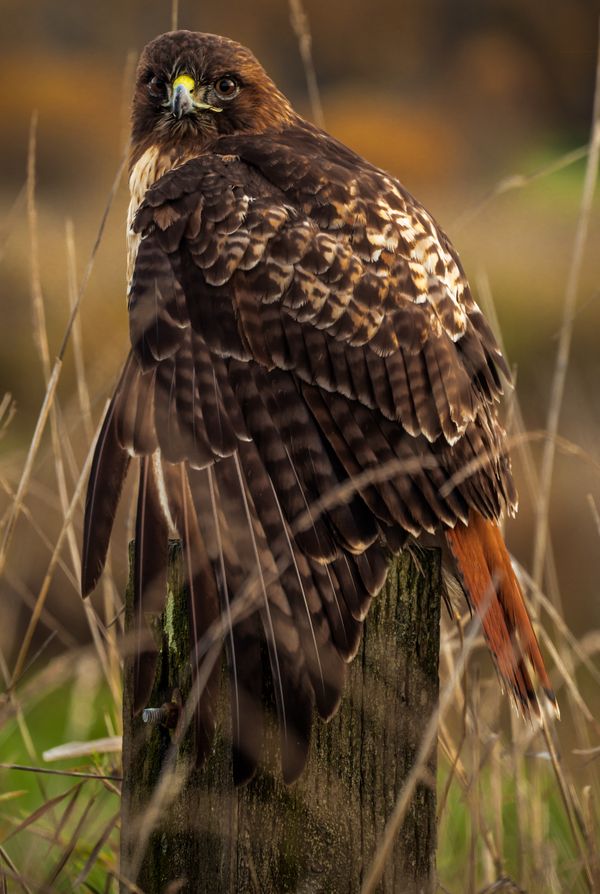 An Alert Red Tailed Hawk thumbnail