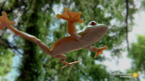 Preview thumbnail for Tree Frog Effortlessly Skydives Away from Hungry Snake
