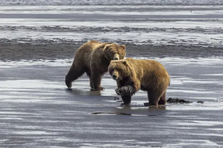 According to the National Park Service, 95 percent of U.S. brown bears live in Alaska.