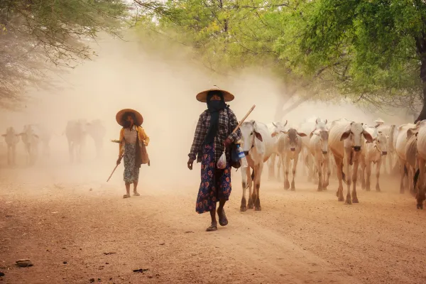 Cattle Herders in the Dust of Myanmar thumbnail
