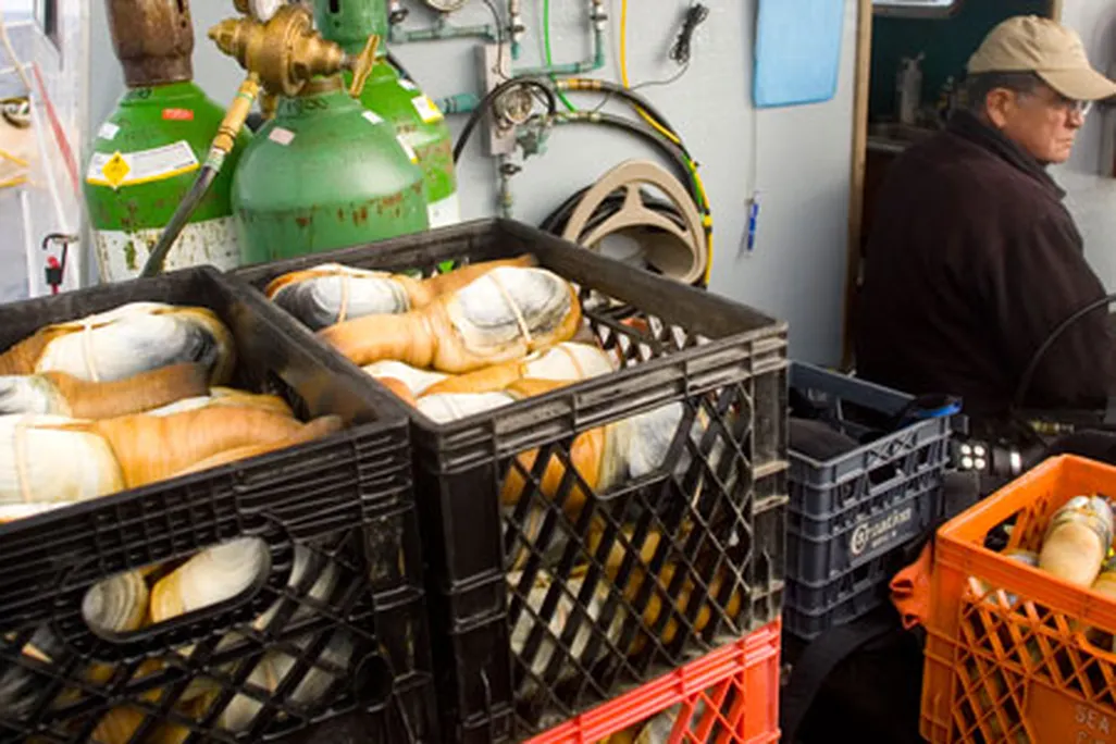 Geoducks on a fishing boat
