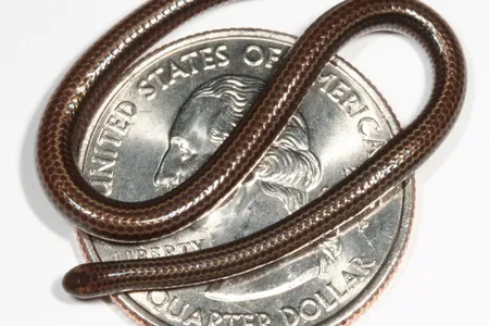 The Barbados threadsnake is just three to four inches long and about the same width as a strand of spaghetti. Pictured here in 2006, the species was officially described in 2008.