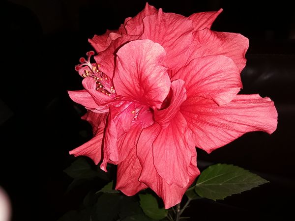 Beautiful Hibiscus in Full Bloom thumbnail