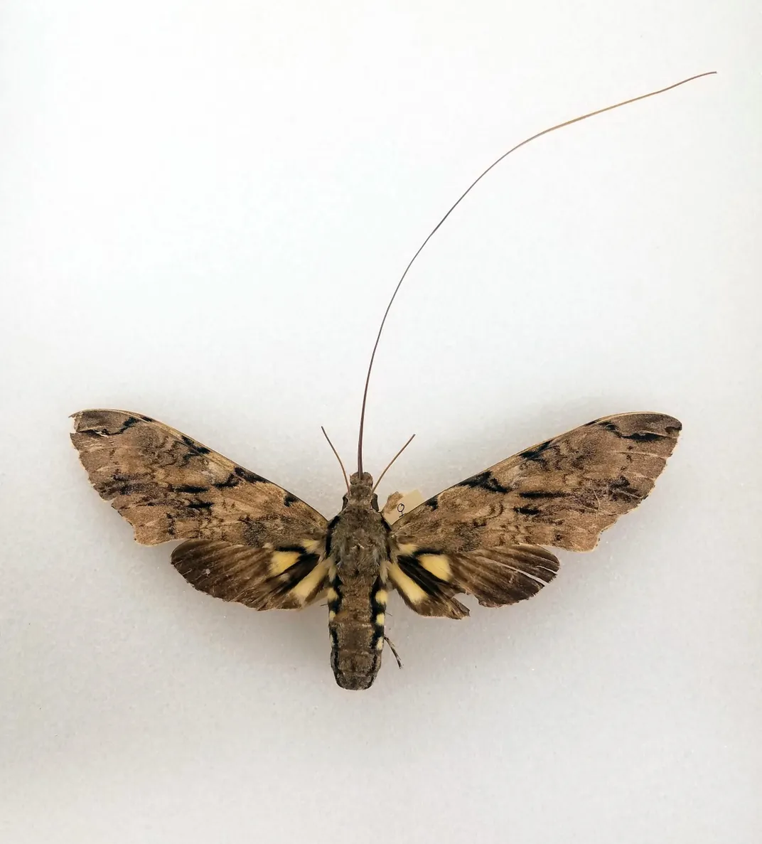 Preserved Morgan's sphinx moth on a white background