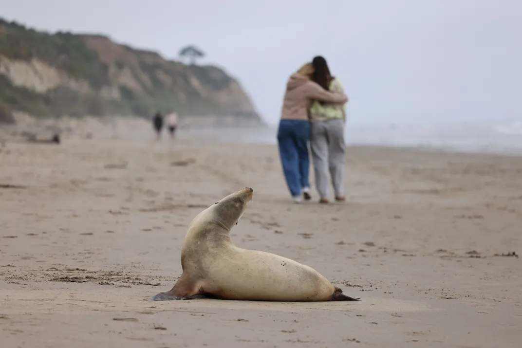 Two people hug while walking away from a sea lion on a beach