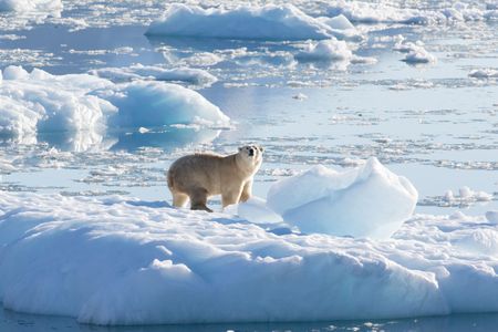 A polar bear on glacial ice in southeast Greenland.&nbsp;