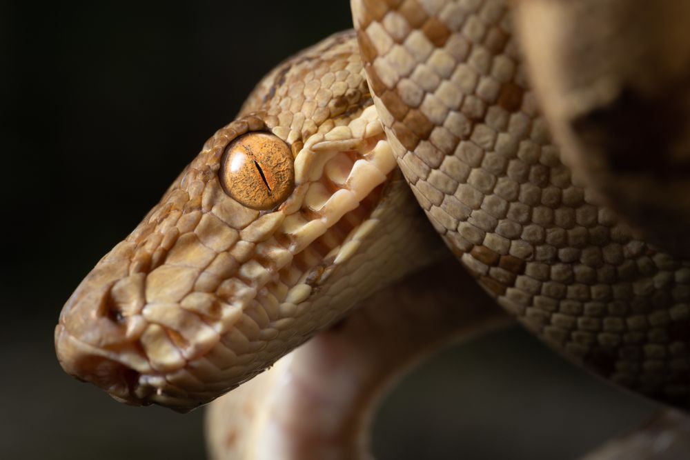 a close-up of a brown snake with one eye looking into the lens