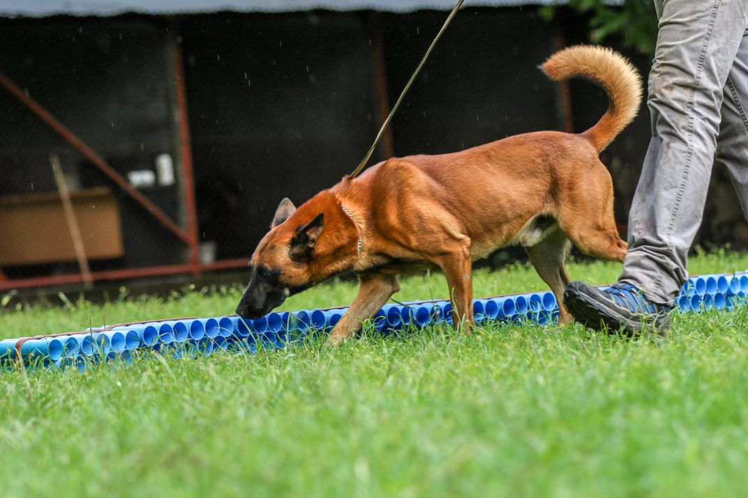 canines for conservation dog and handler 2