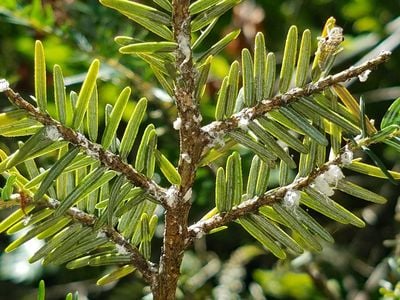 Smithsonian researchers studied 67 forest plots in a section of the Blue Ridge Mountains. They found that hemlock woolly adelgid had decimated hemlock populations.