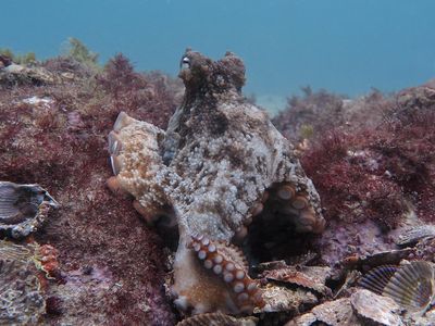 A gloomy octopus among piles of discarded shells at Octlantis