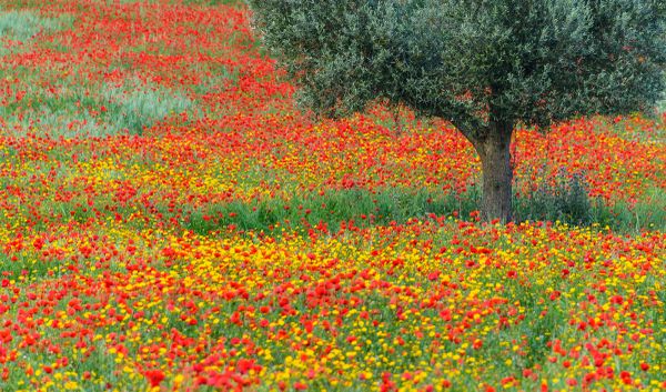 Red poppies field in Central Spain thumbnail