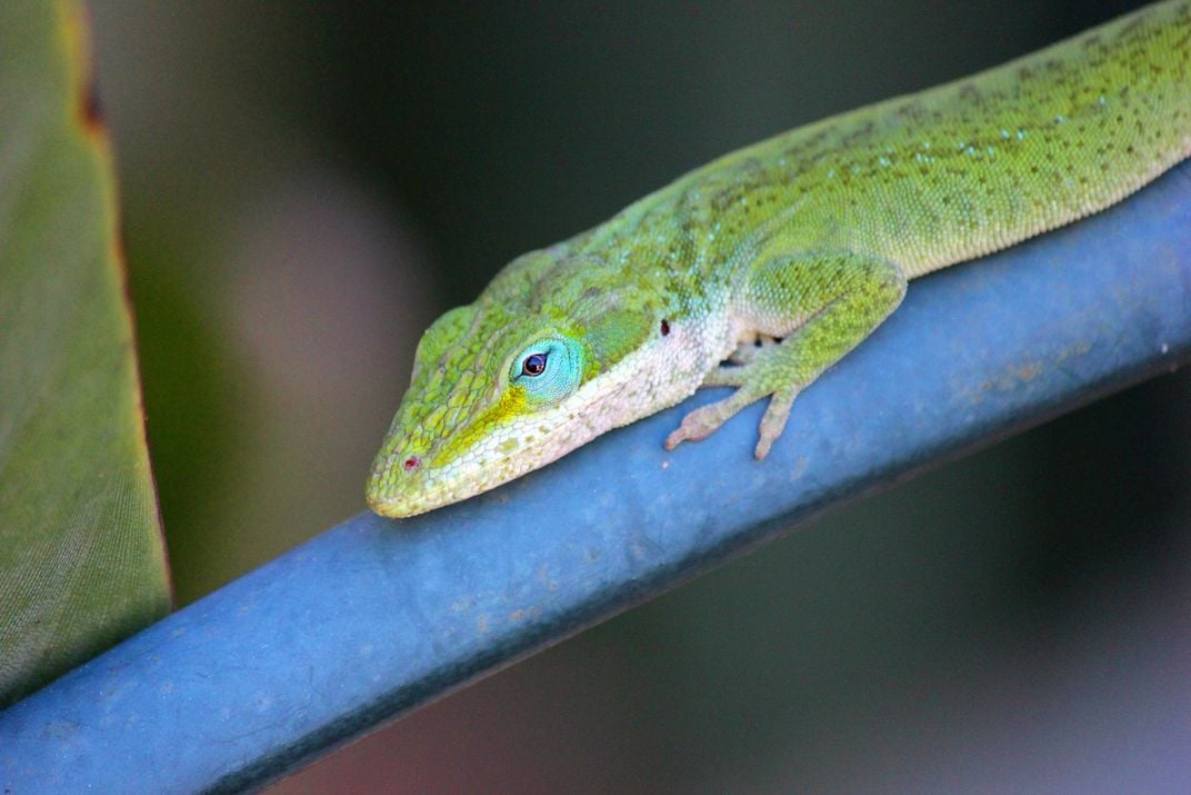 Lazy Lizard | Smithsonian Photo Contest | Smithsonian Magazine