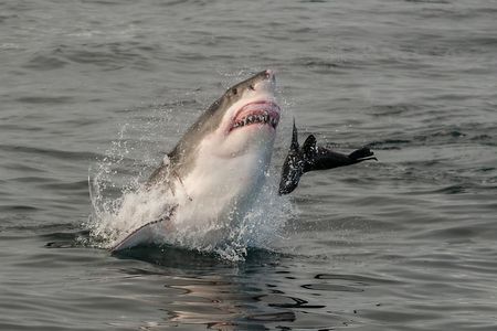 Until now, it was thought that great white sharks avoid kelp forests.