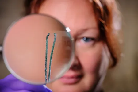 English Heritage will display the more than 50 sets of tweezers recovered in Wroxeter.
