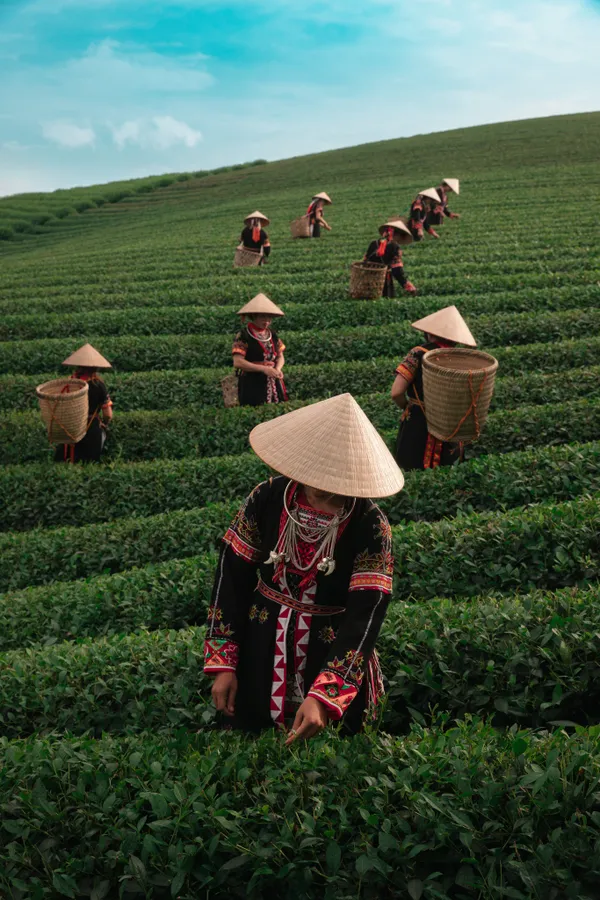 "The Careful Harvest" - Vietnamese Tea Leaf Harvesting thumbnail