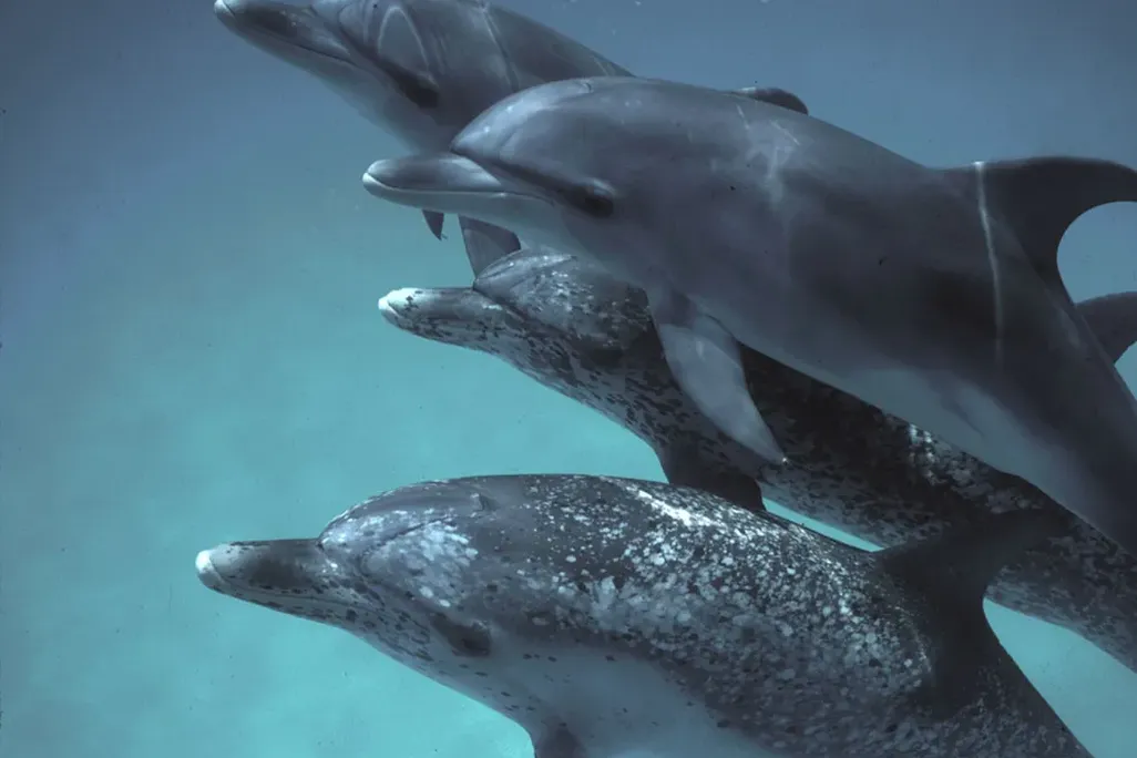 a group of dolphins